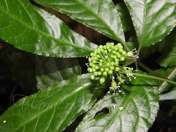 Arunachal Panax